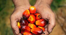 Climate Change: Europe's Struggle with Palm Oil Faces Uncertainty and Ambiguity